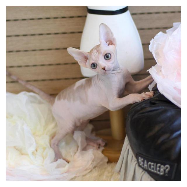 스핑크스고양이 분양