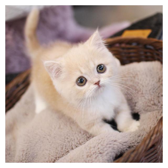 먼치킨고양이분양(전문)